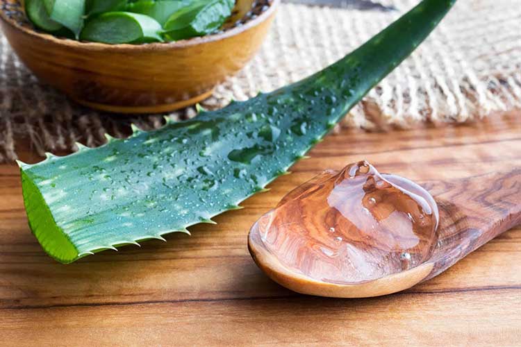 معجزه تسکین‌دهنده آلوئه‌ورا (Aloe Vera)